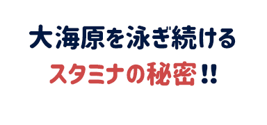 大海原を泳ぎ続けるスタミナの秘密！！